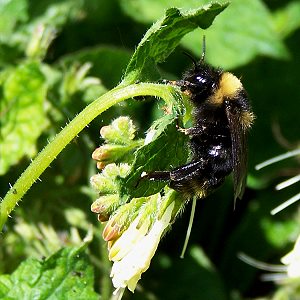 Bombus campestris, M N