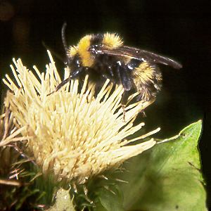 Bombus campestris M N Bombus campestris M N