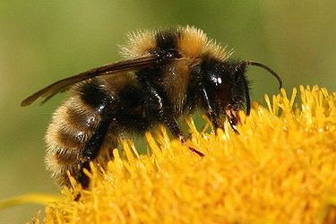 Bombus campestris, M N