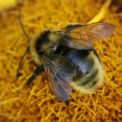 Bombus campestris, M N