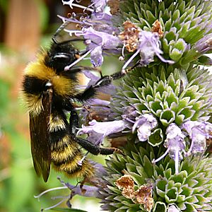 Bombus campestris, M