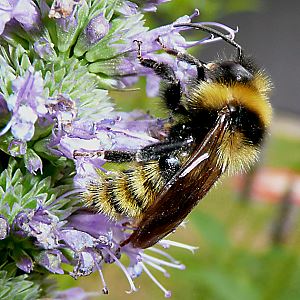 Bombus campestris, M