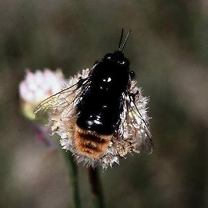 Bombus confusus, M
