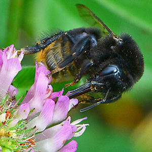 Bombus confusus, A