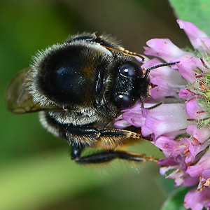 Bombus confusus, M