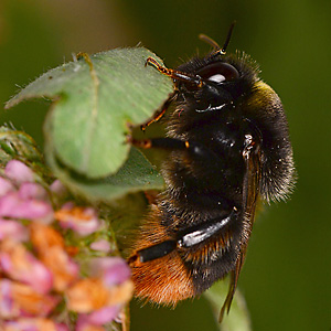 Bombus confusus, M