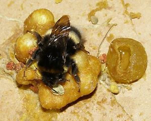 Bombus cryptarum, A