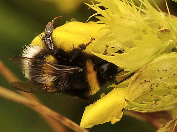 Bombus cryptarum, W