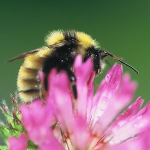 Bombus distinguendus, M