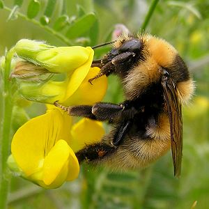 Bombus distinguendus, W