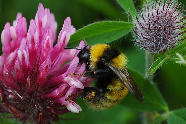 Bombus distinguendus, W