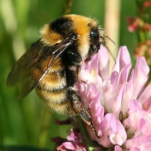 Bombus distinguendus, W