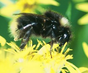 Bombus flavidus, W