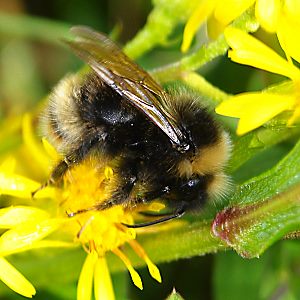 Bombus flavidus, M