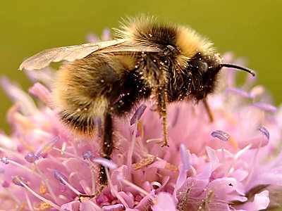 Bombus flavidus, M