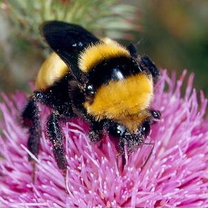 Bombus fragrans, W