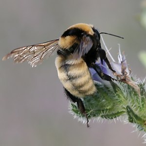 Bombus fragrans, A