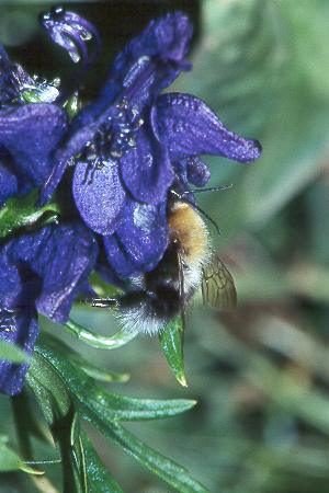 Bombus gerstaeckeri, M N