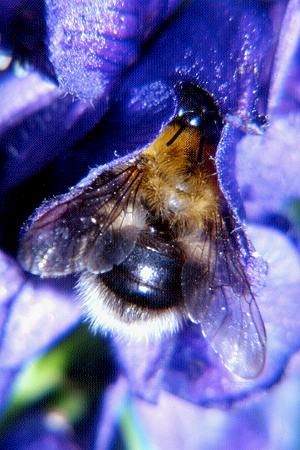 Bombus gerstaeckeri, M N
