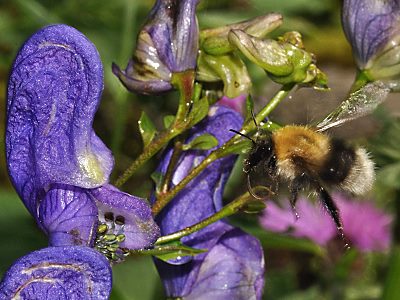 Bombus gerstaeckeri, A