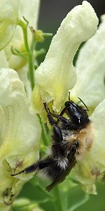 Bombus gerstaeckeri, W