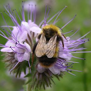 Bombus haematurus, M