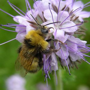 Bombus haematurus, M