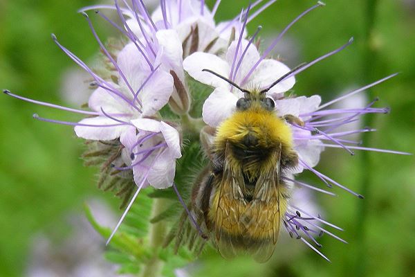 Bombus haematurum, M