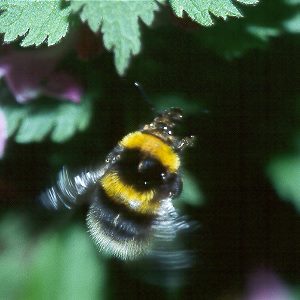 Bombus hortorum, W