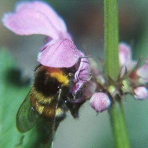 Bombus hortorum, W N