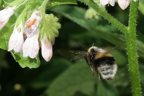 Bombus hortorum, W