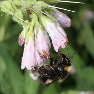 Bombus hortorum, W