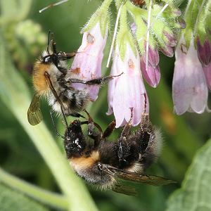 Bombus hortorum, W N