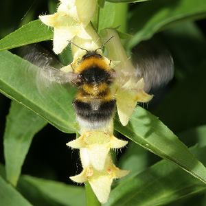 Bombus hortorum, W