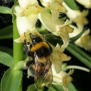 Bombus hortorum, W N