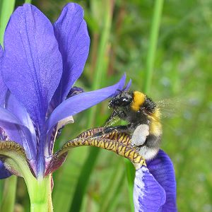 Bombus hortorum, W N