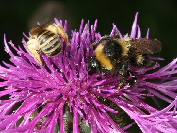 Bombus hortorum, W