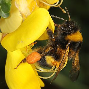 Bombus hortorum, WN