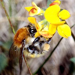 Bombus humilis, W