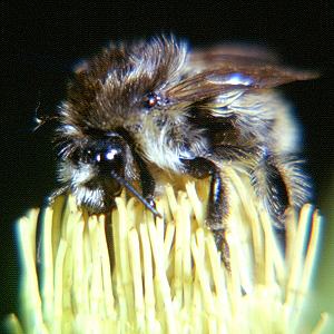 Bombus humilis, A