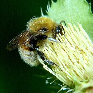 Bombus humilis, M