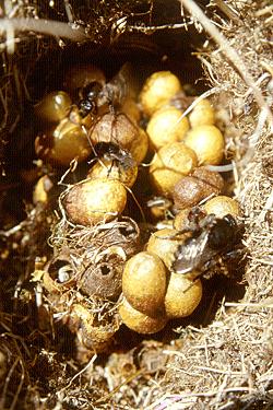 Bombus humilis, Nest