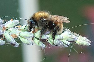 Bombus humilis, W