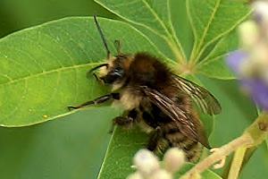 Bombus humilis, A