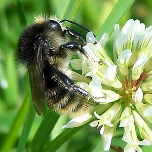 Bombus humilis, M