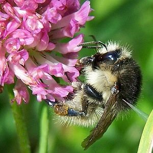Bombus humilis, A