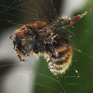 Bombus humilis, A