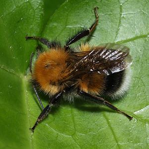 Bombus hypnorum, AW