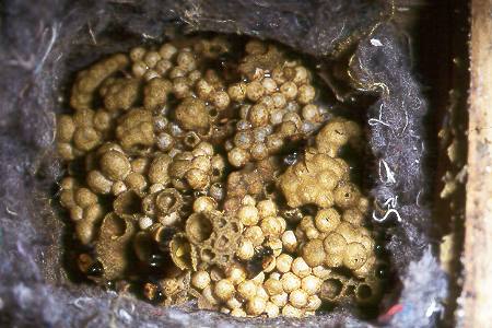 Bombus hypnorum, Nest