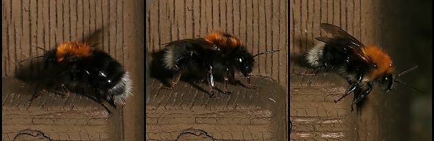 Bombus hypnorum am Nistkasten